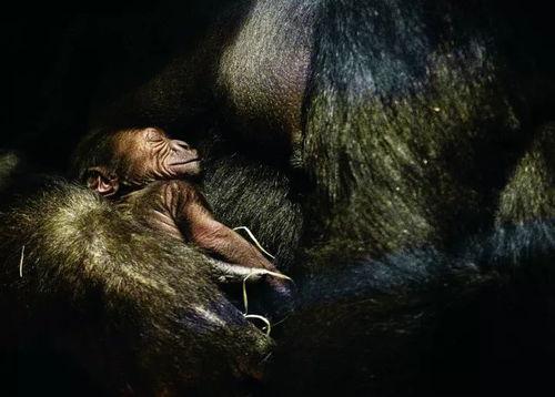 动物啪啪啪视频,揭秘动物啪啪啪的奥秘