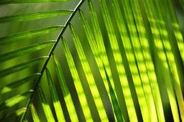 29片棕榈叶 在线播放