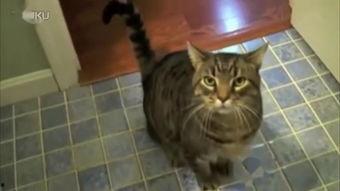 娱乐吃瓜君七七猫咪,娱乐吃瓜君的萌宠日常